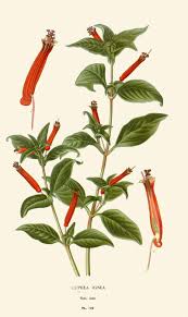 Image result for Cuphea ignea