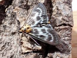 Attēlu rezultāti vaicājumam “Anania hortulata”