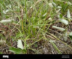 Attēlu rezultāti vaicājumam “Carex caryophyllea fruit”