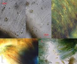 Attēlu rezultāti vaicājumam “Petractis sp.”