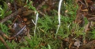 Attēlu rezultāti vaicājumam “Eocronartium muscicola”