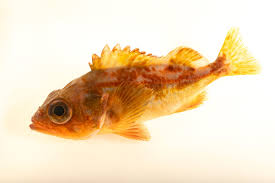 Image result for Sebastes