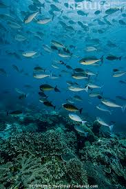 Image result for Naso hexacanthus