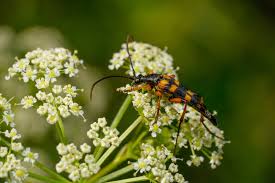 Attēlu rezultāti vaicājumam “Strangalia attenuata”