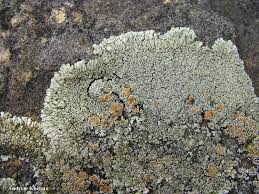 Attēlu rezultāti vaicājumam “Lecanora muralis”