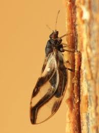 Attēlu rezultāti vaicājumam “Sternorrhyncha”