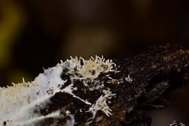 Attēlu rezultāti vaicājumam “Hydnocristella himantia”