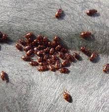 Attēlu rezultāti vaicājumam “Pyrrhocoris apterus nymph”