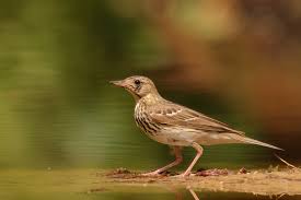 Image result for Anthus trivialis