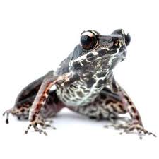 Attēlu rezultāti vaicājumam “Ranidae”