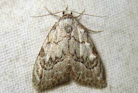 Attēlu rezultāti vaicājumam “Nola confusalis”