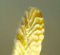 Attēlu rezultāti vaicājumam “Trilophozia quinquedentata”