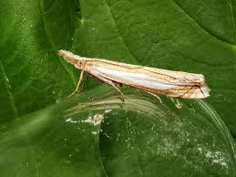 Attēlu rezultāti vaicājumam “Crambus”