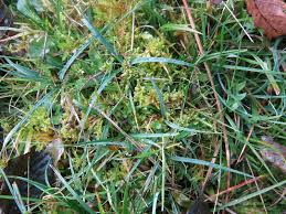 Attēlu rezultāti vaicājumam “Dicranella staphylina”