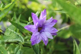 Attēlu rezultāti vaicājumam “Campanula trachelium”