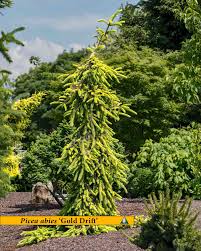 Attēlu rezultāti vaicājumam “Picea abies fo. virgata”