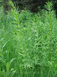 Attēlu rezultāti vaicājumam “Polygonatum verticillatum”