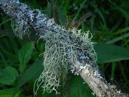 Attēlu rezultāti vaicājumam “Evernia mesomorpha”