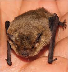 Attēlu rezultāti vaicājumam “Pipistrellus pygmaeus”