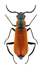 Attēlu rezultāti vaicājumam “Anthocomus rufus”