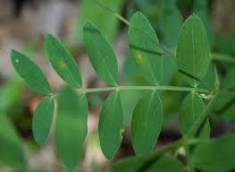 Attēlu rezultāti vaicājumam “Lathyrus niger leaf”
