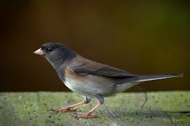 Image result for Junco hyemalis