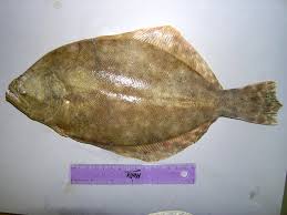 Image result for Paralichthys lethostigma