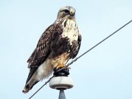 Attēlu rezultāti vaicājumam “Buteo lagopus adult”