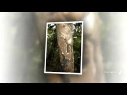 Attēlu rezultāti vaicājumam “Junghuhnia pseudozilingiana”