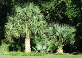 Attēlu rezultāti vaicājumam “Gloiodon strigosus”