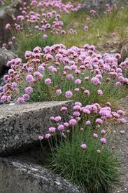 Image result for Steinnelke