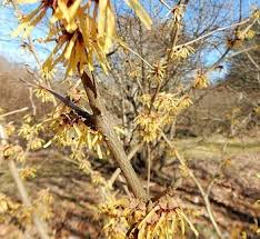 Attēlu rezultāti vaicājumam “Hamamelis japonica bud”