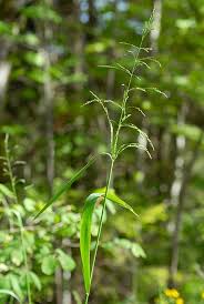 Attēlu rezultāti vaicājumam “Milium effusum flower”