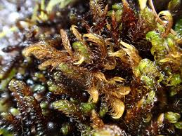 Attēlu rezultāti vaicājumam “Warnstorfia exannulata”