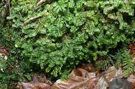 Attēlu rezultāti vaicājumam “Jamesoniella autumnalis”