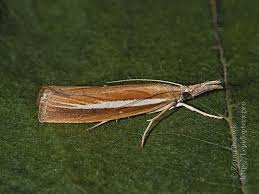 Attēlu rezultāti vaicājumam “Agriphila selasella”