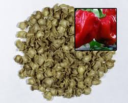 Afbeeldingsresultaat voor chili maya hot pepper hot pepper