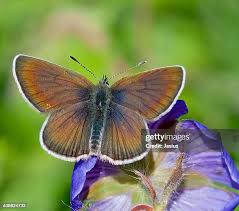 Attēlu rezultāti vaicājumam “Plebejus argus female”