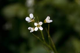 Attēlu rezultāti vaicājumam “Cardamine amara flower”