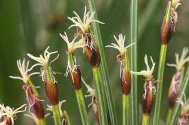 Attēlu rezultāti vaicājumam “Trichophorum alpinum”