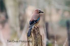 Attēlu rezultāti vaicājumam “Garrulus glandarius”