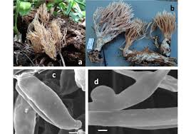 Attēlu rezultāti vaicājumam “Lentaria sp.”