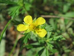Image result for Potentilla argentea