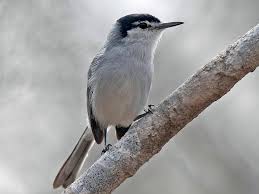 Attēlu rezultāti vaicājumam “Nardia geoscyphus”