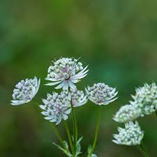 Attēlu rezultāti vaicājumam “Astrantia major fruit”