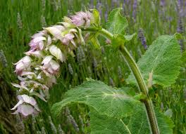 Image result for Salvia sclarea