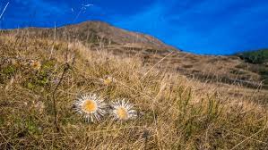 Image result for Alpendistel