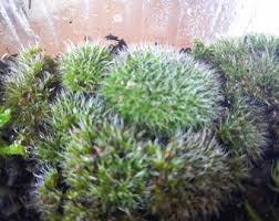 Attēlu rezultāti vaicājumam “Grimmia pulvinata sporophyte”