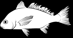 Image result for Leiostomus xanthurus