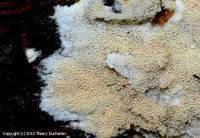 Attēlu rezultāti vaicājumam “Mycoacia fuscoatra”